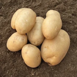 25 Pommes de terre Osiris Bio - Récolte facile et généreuse