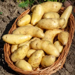25 Pommes de terre Ratte - La saveur qui change tout