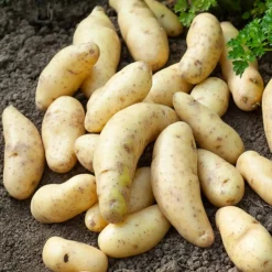 25 Pommes de terre Ratte - La saveur qui change tout