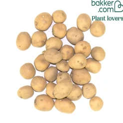 Pommes de terre Sirtema - Primeurs - Primeurs fondantes dès juin