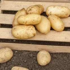 Pommes de terre Sirtema - Primeurs - Primeurs fondantes dès juin