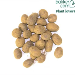 Pommes de terre Ulysse Bio - Récolte rapide et généreuse