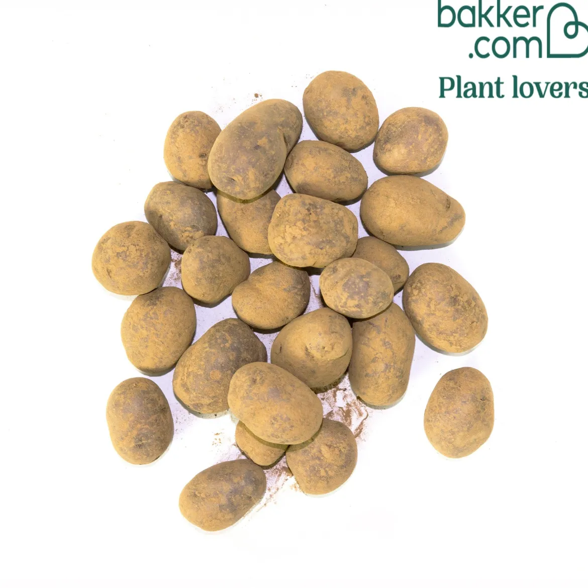 Pommes de terre Ulysse Bio - Récolte rapide et généreuse