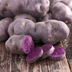 Pommes de terre Ulysse Bio - Récolte rapide et généreuse