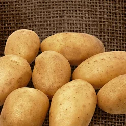 25 Pommes de terre Wilja - Récolte facile tout l'été