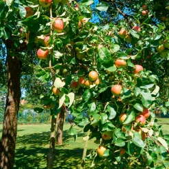 Pommier Braeburn - Des pommes croquantes chez vous