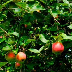 Pommier Braeburn - Des pommes croquantes chez vous