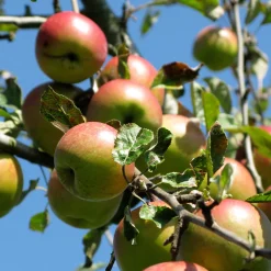 Pommier Braeburn - Des pommes croquantes chez vous