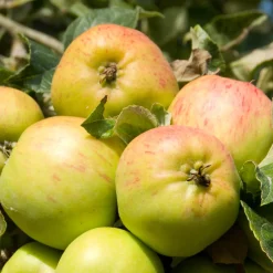 Pommier Bramley's Seedling - La reine des pommes à cuire