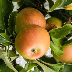 Pommier Cox Orange - La pomme au goût inégalé