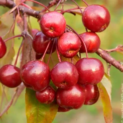 Pommier d’ornement Coccinella - Fleurs roses, fruits rouges