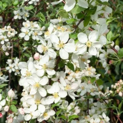 Pommier d'ornement Evereste Perpetu - Fleurs et fruits toute l'année
