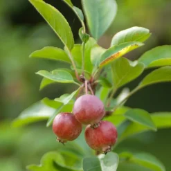 Pommier d'ornement Evereste Perpetu - Fleurs et fruits toute l'année