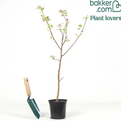 Pommier d'ornement Evereste Perpetu - Fleurs et fruits toute l'année