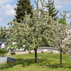 Pommier d'ornement Golden Hornet - Des fruits dorés tout l'hiver