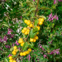 Pommier d'ornement Golden Hornet - Des fruits dorés tout l'hiver