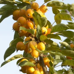 Pommier d'ornement Golden Hornet - Des fruits dorés tout l'hiver