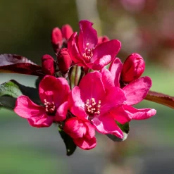 Pommier d'ornement Liset - Fleurs rouges effet waouh