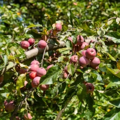 Pommier d'ornement Liset - Fleurs rouges effet waouh