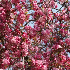 Pommier d'ornement Liset - Fleurs rouges effet waouh