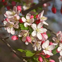 Pommier du Japon - Une pluie de fleurs au printemps