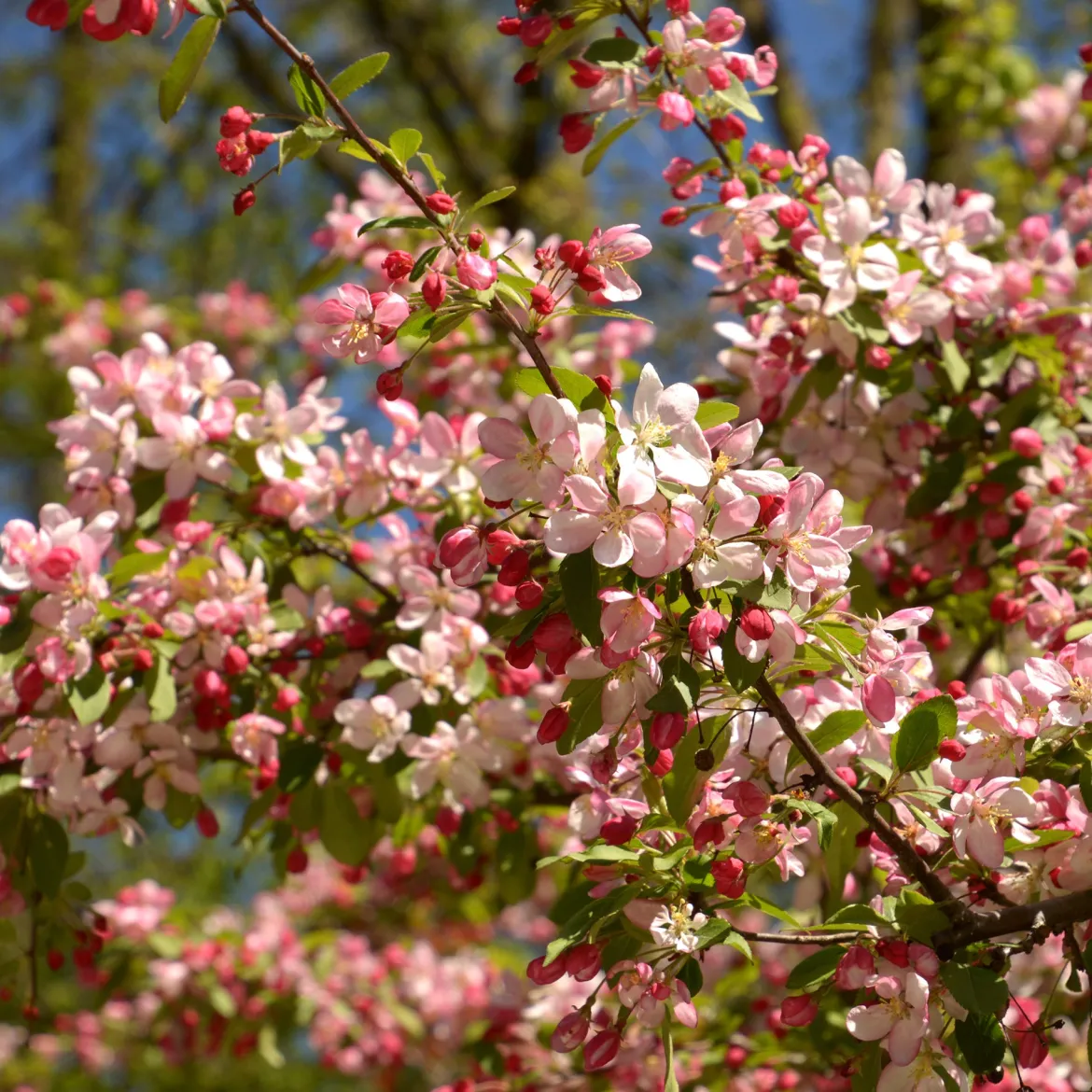 Pommier du Japon - Une pluie de fleurs au printemps
