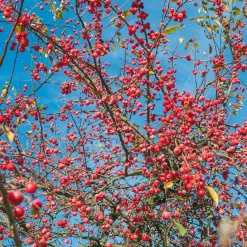 Pommier du Japon - Une pluie de fleurs au printemps