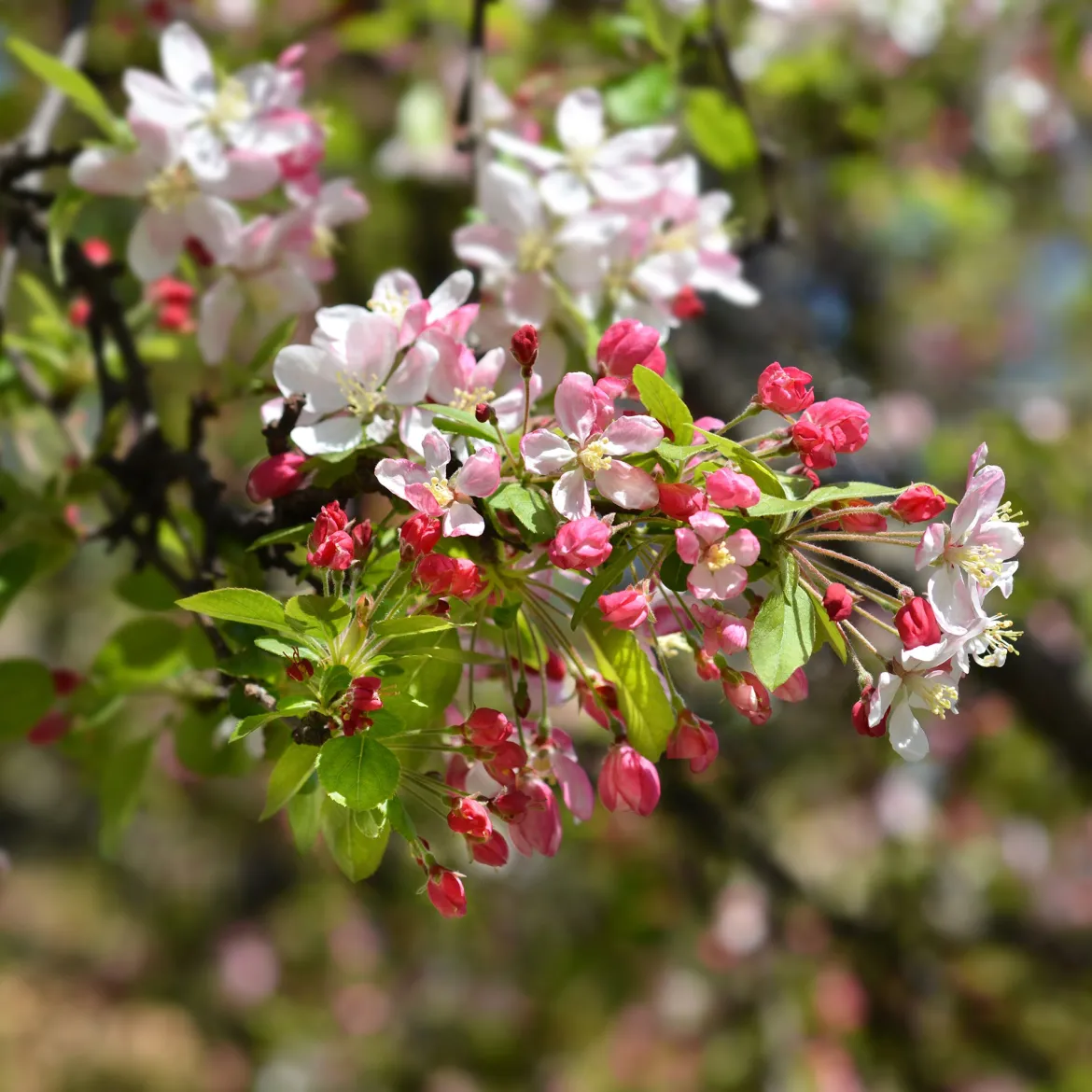 Pommier du Japon - Une pluie de fleurs au printemps