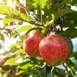 Pommier 'Gala' - Des pommes croquantes chez vous