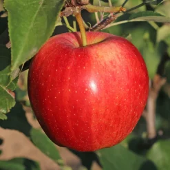 Pommier 'Gala' - Des pommes croquantes chez vous