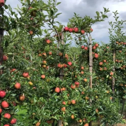 Pommier 'Gala' - Des pommes croquantes chez vous