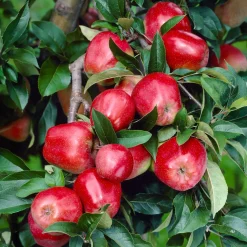 Pommier Gloster - Des pommes rouges dès l'automne