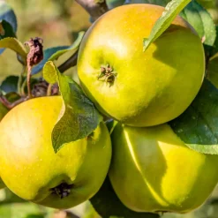 Pommier Golden Delicious - Des pommes dorées chez vous