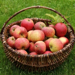 Pommier Ingrid Marie - Des pommes maison faciles