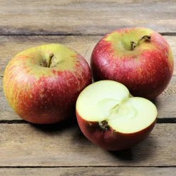 Pommier Ingrid Marie - Des pommes maison faciles