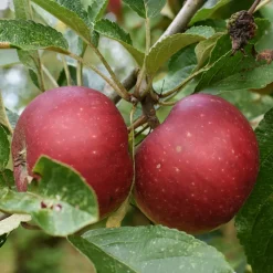 Pommier Ingrid Marie - Des pommes maison faciles