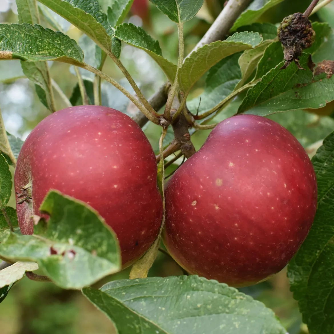 Pommier Ingrid Marie - Des pommes maison faciles