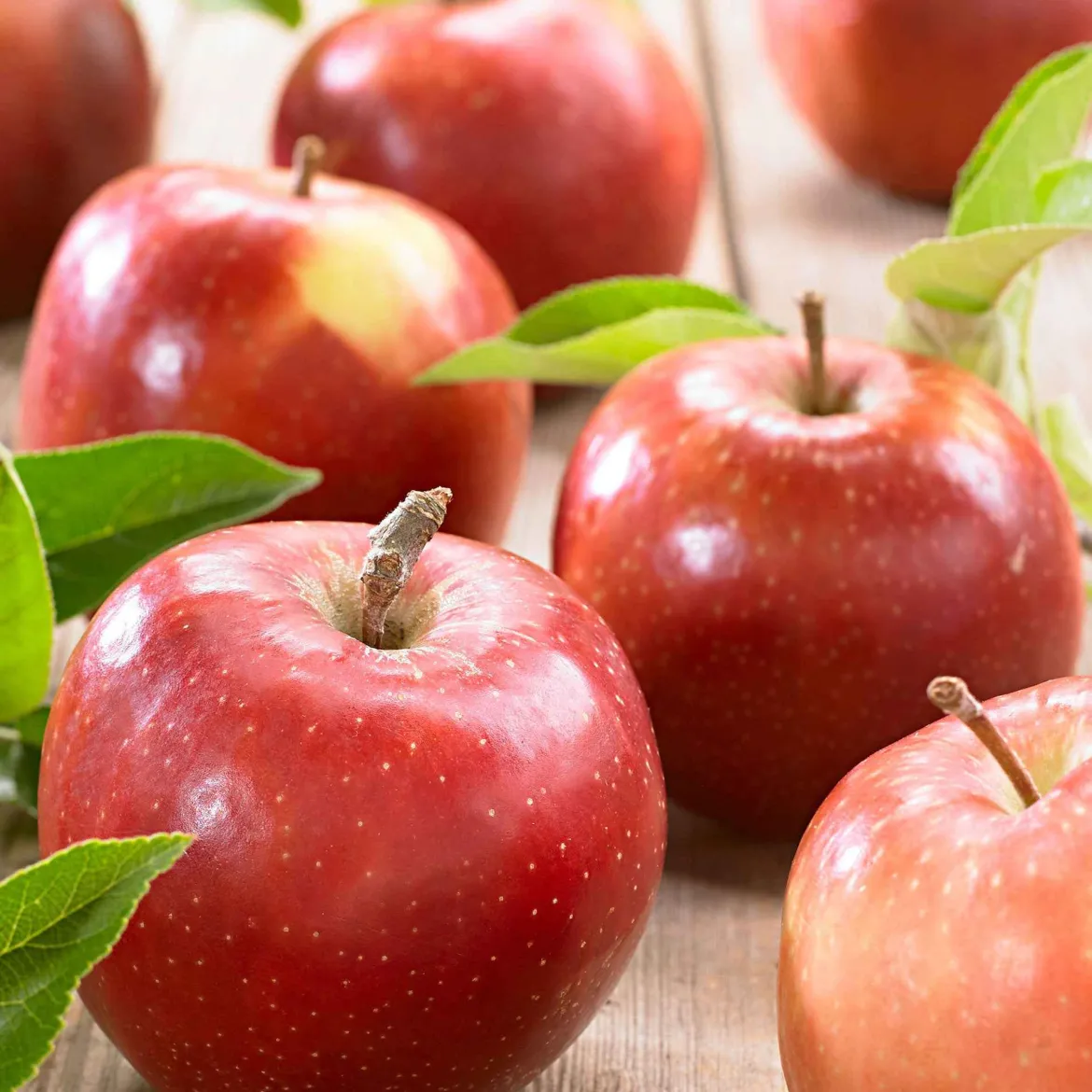 Pommier 'Jonagold' - Des pommes croquantes chez vous