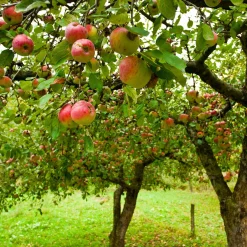 Pommier 'Jonagold' - Des pommes croquantes chez vous