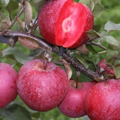 Pommier Pulpe Rouge - La pomme rouge jusqu'au cœur