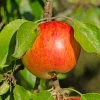 Pommier Reine des Reinettes - Des pommes maison chaque automne