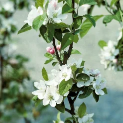 Pommier Reine des Reinettes - Des pommes maison chaque automne