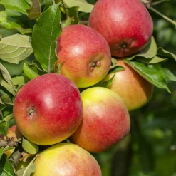Pommier Reine des Reinettes - Des pommes maison chaque automne