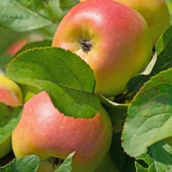 Pommier Reine des Reinettes - Des pommes maison chaque automne
