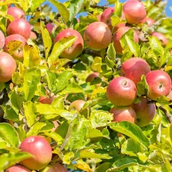 Pommier Reine des Reinettes - Des pommes maison chaque automne