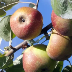 Pommier Rode Boskoop - La pomme qui gagne à vieillir