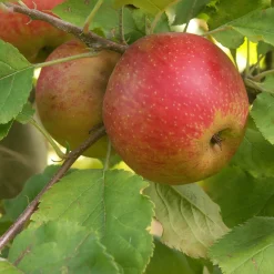 Pommier Rode Boskoop - La pomme qui gagne à vieillir