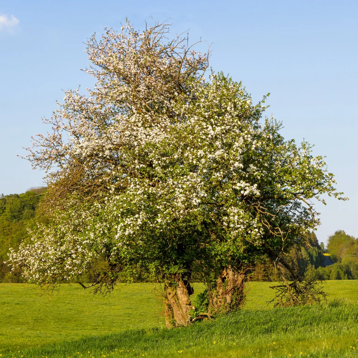 Pommier sauvage - L'arbre qui nourrit oiseaux