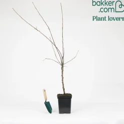 Pommier sur tige 3 variétés en 1 - 3 pommes sur un seul arbre