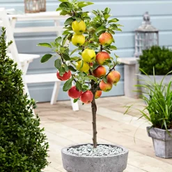 Pommier sur tige 3 variétés en 1 - 3 pommes sur un seul arbre